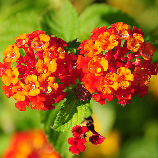 Bees Plant Hub Lantana Red (Tick Berry) All Time Flowering Live Plant