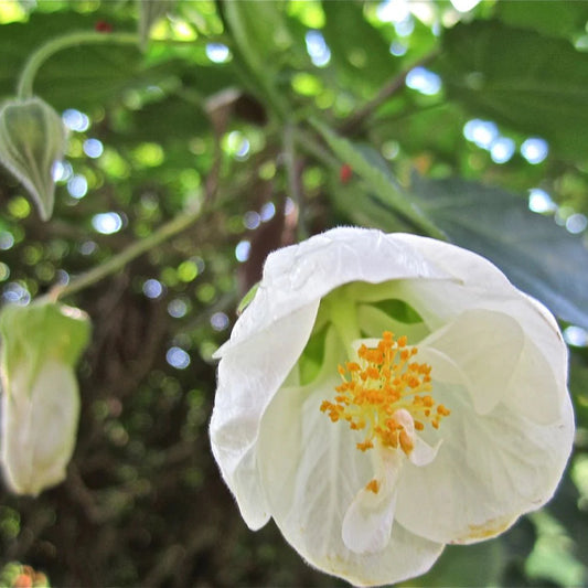 Bees Plant Hub White Lantern Hibiscus Flowering Live Plant