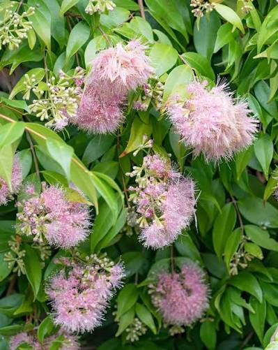 Bees Plant Hub Red Lilly Pilly (Syzygium australe) Ornamental Live Plant