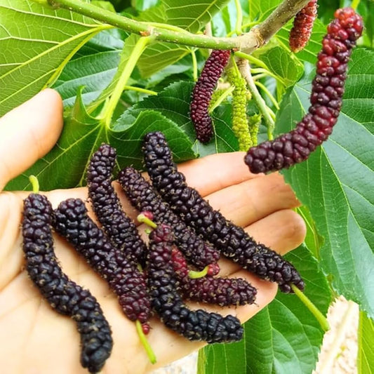 Bees Plant Hub Long Himalayan Mulberry or Pakistan Mulberry Grafted Live Plant (Morus Alba)