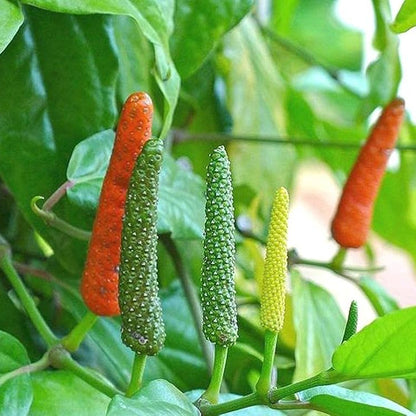 Arudra Nakshatra Trees (Long pepper / Pippali (Piper longum) Live Plant)