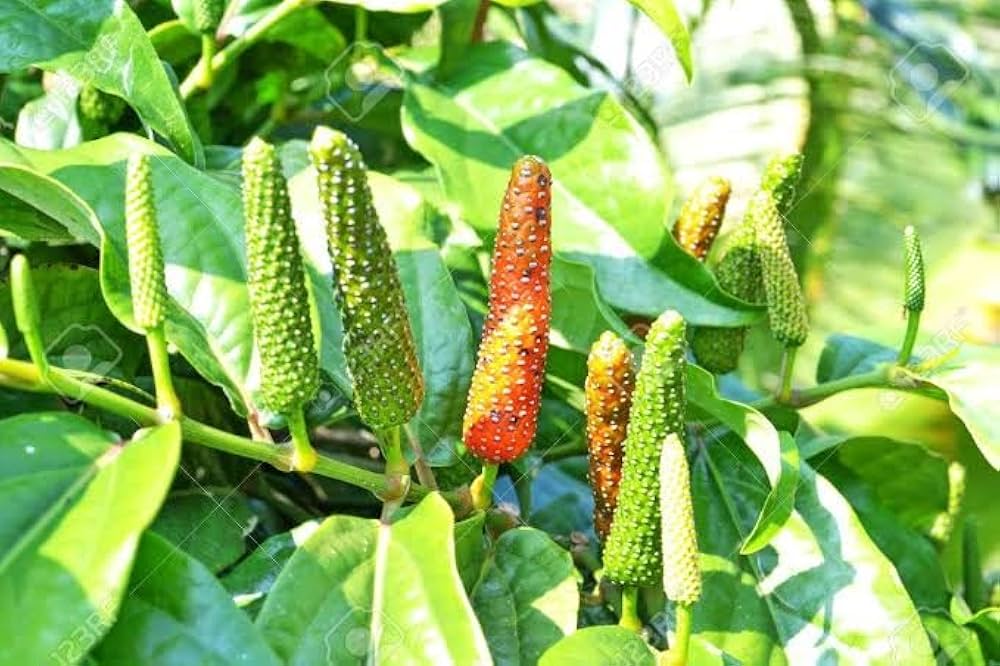Arudra Nakshatra Trees (Long pepper / Pippali (Piper longum) Live Plant)