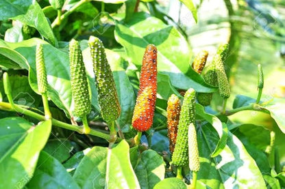 Arudra Nakshatra Trees (Long pepper / Pippali (Piper longum) Live Plant)