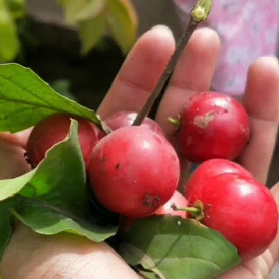 Lovi-Lovi / Batoko Plum Live Fruit Plant – Rare Exotic Tropical Fruit Tree