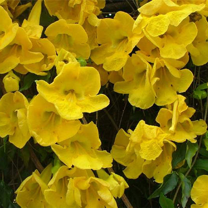 Cat's Claw Climbing and Creeping Flowering Plant