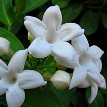 Madagascar Jasmine/ Stephanotis floribunda Rare Flowering Live Plant