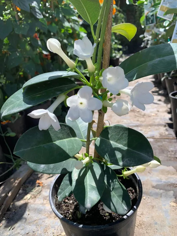 Madagascar Jasmine/ Stephanotis floribunda Rare Flowering Live Plant