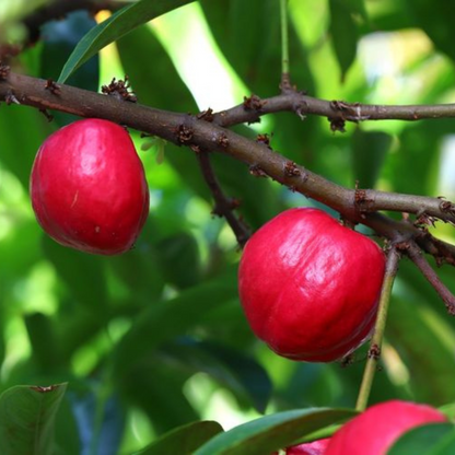 Mahkota deva Medicinal Live Plant