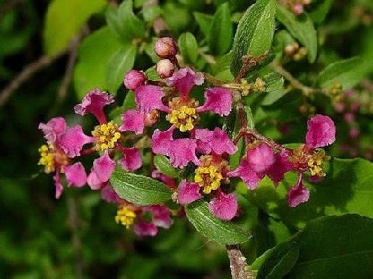Bees Plant Hub Malpighia Glabra Pink Flowering Live Plant