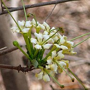 Randia Longistyla/ Macrosphyra longistyla highly fragrant All Time Flowering Live Plant
