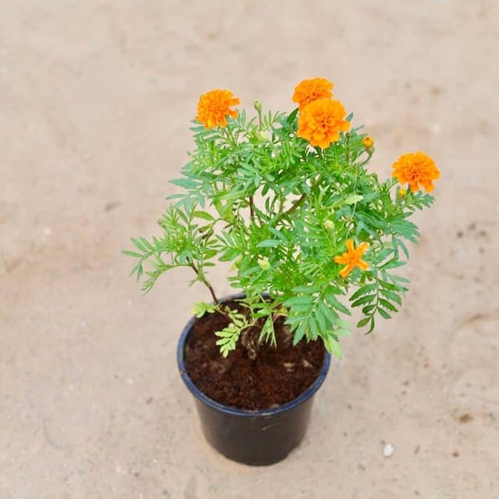 Bees Plant Hub Miniature Orange Marigold All Time Flowering Live Plant
