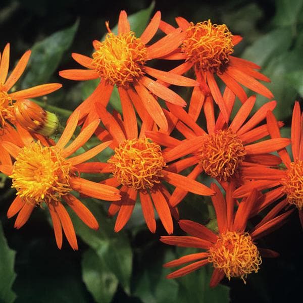 Mexican Flame Vine Flowering Plant