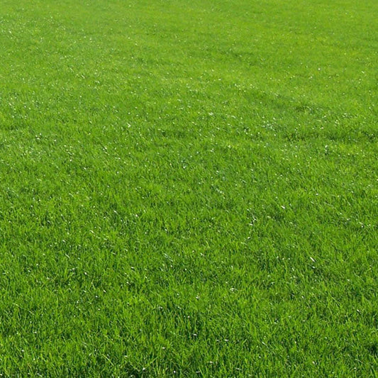 Mexican Grass /Lawn grass  Ornamental Live Plant