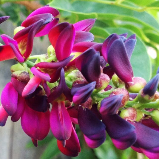 Bees Plant Hub-Chinese Evergreen Wisteria / Wisteriopsis reticulata/  Millettia reticulata Live flowering Plant