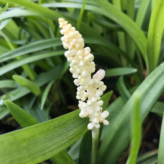 Bees Plant Hub Liriope muscari 'Monroe White  Live flowering Plant