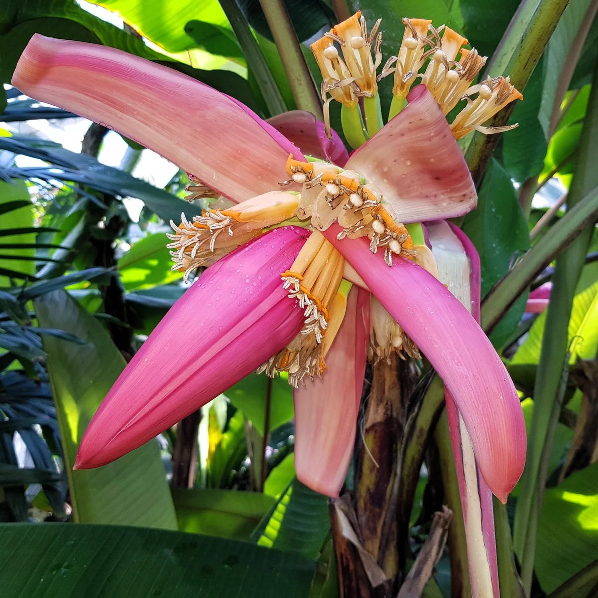 Bees Plant Hub Musa velutina (Pink Banana) Rare Live Plant