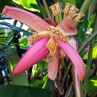 Bees Plant Hub Musa velutina (Pink Banana) Rare Live Plant
