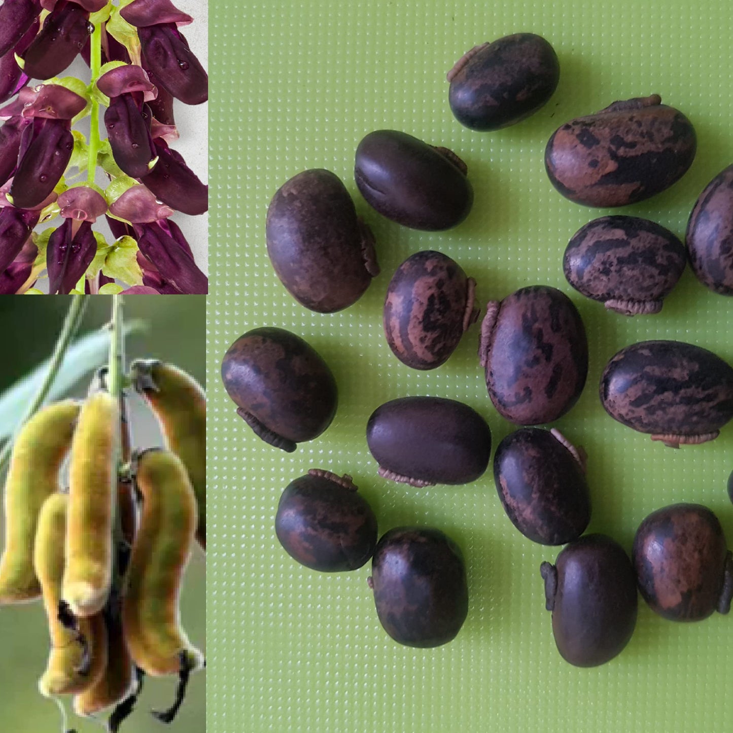 Purple Jadevine (Mucuna pruriens)  Seeds - Open Pollinated
