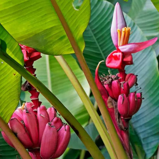 Bees Plant Hub Musa velutina (Pink Banana) Rare Live Plant
