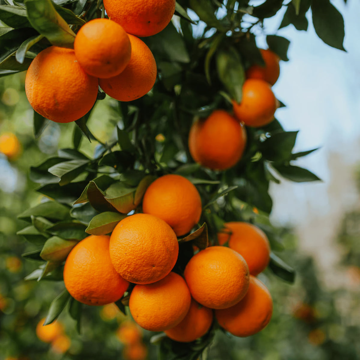 Bees Plant Hub Nagpur Orange Grafted Live Plant