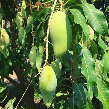 Dwarf Nam Doc Mai Mango Grafted Live Plant
