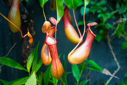Nepenthes (Nepenthes spp) Flowering  Plant