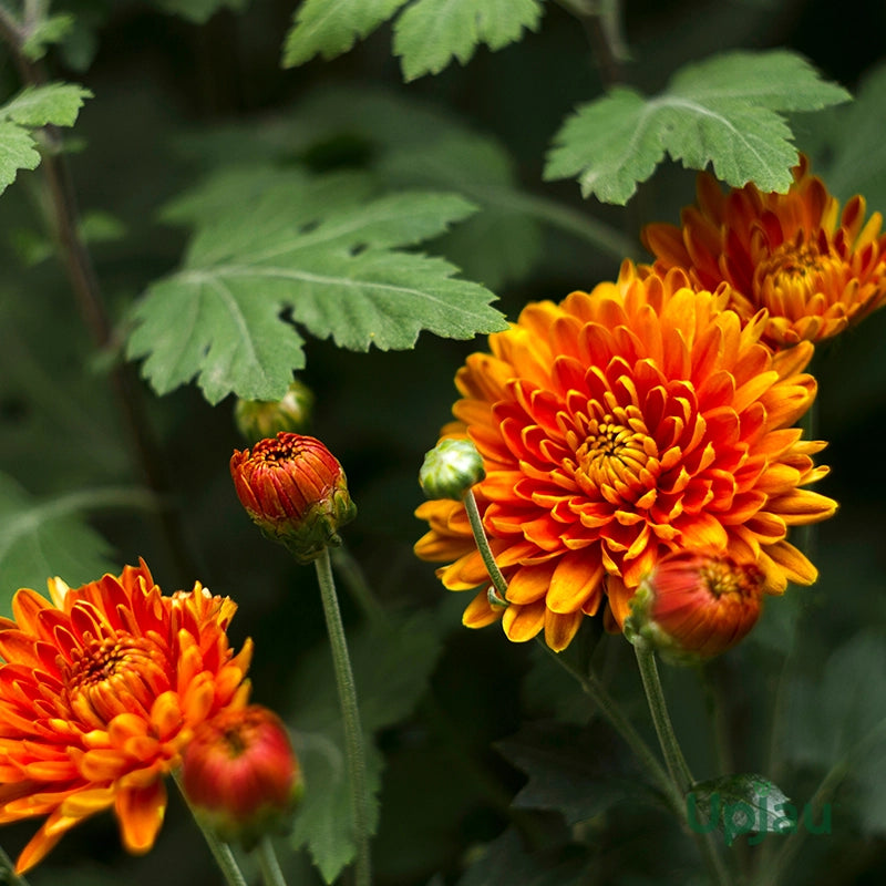 Bees Plant Hub Dwarf Salmon Pink Chrysanthemum Flowering Live Plant - Pot with Flowers