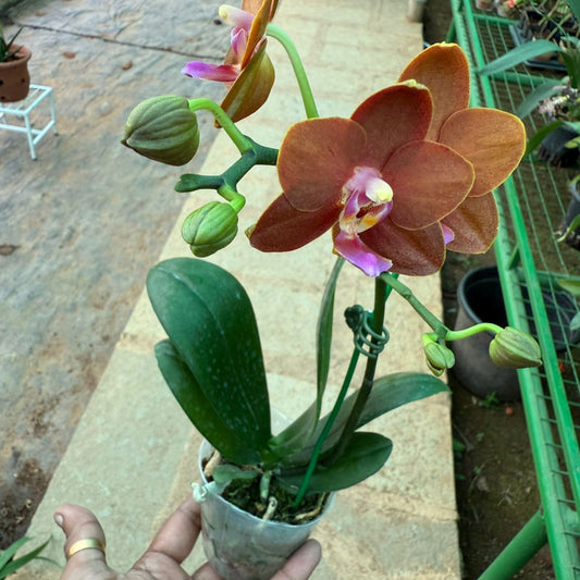 Bees Plant Hub Phalaenopsis Lioulin Diana 'Maui sunset' highly fragrant Orchid live plant