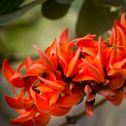 Yellow, Red & White Palash Combo All Time Flowering Layered Live Plants