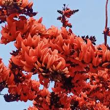 Pubba Nakshatra Tree – Red Palash (Butea monosperma) Live Plant