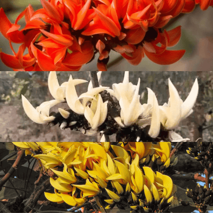 Yellow, Red & White Palash Combo All Time Flowering Layered Live Plants
