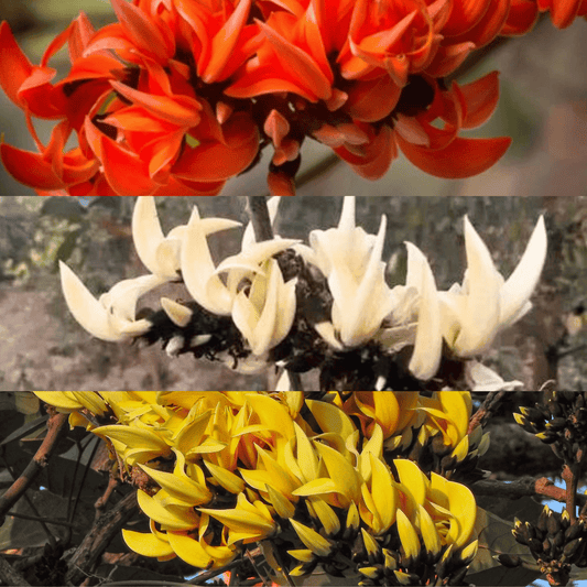 Yellow, Red & White Palash Combo All Time Flowering Layered Live Plants