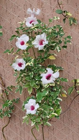 Bees Plant Hub Pandora Jasminoids White Flowering Live Plant - Variegated Leaves