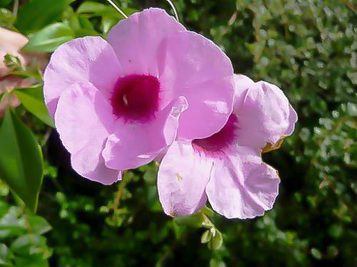 Bees Plant Hub Pandora Jasminoids Pink Flowering Live Plant - Green Leaves