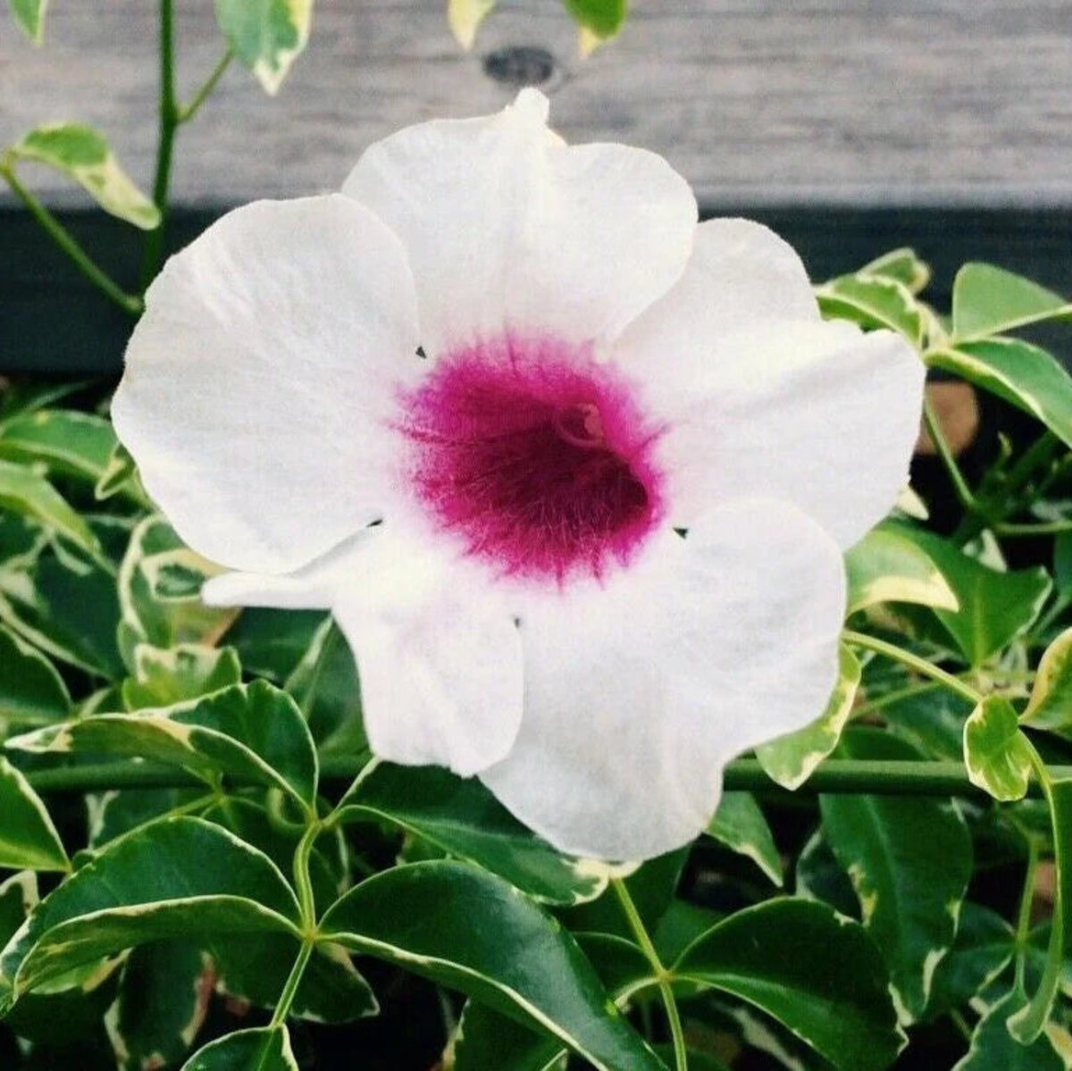 Bees Plant Hub Pandora Jasminoids White Flowering Live Plant - Variegated Leaves