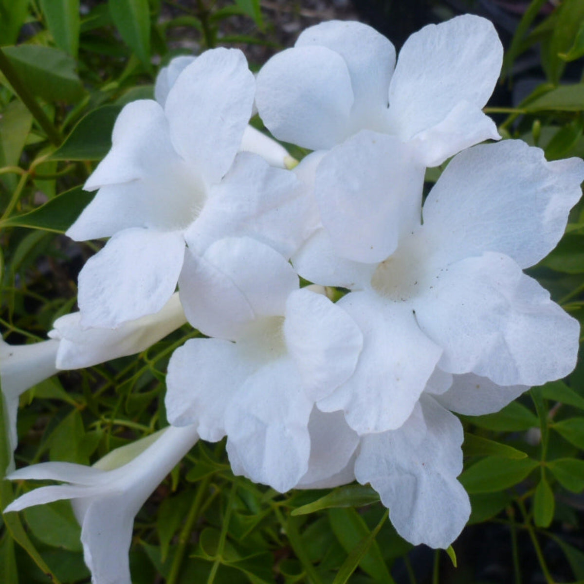 Bees Plant Hub Pandora Jasminoids White Flowering Live Plant - Green Leaves