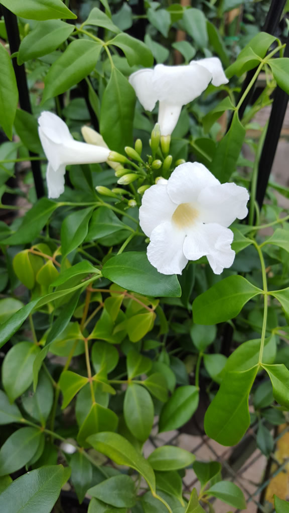 Bees Plant Hub Pandora Jasminoids White Flowering Live Plant - Green Leaves