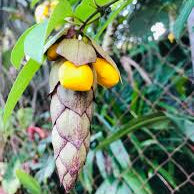 Parrot Beak / Gmelina Philippensis Live flowering Plant