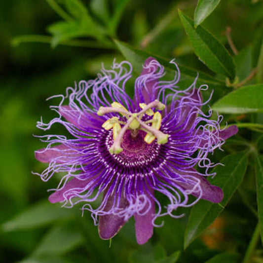 Bees Plant Hub Passiflora Purple (Krishna Kamal) Flowering Live Plant
