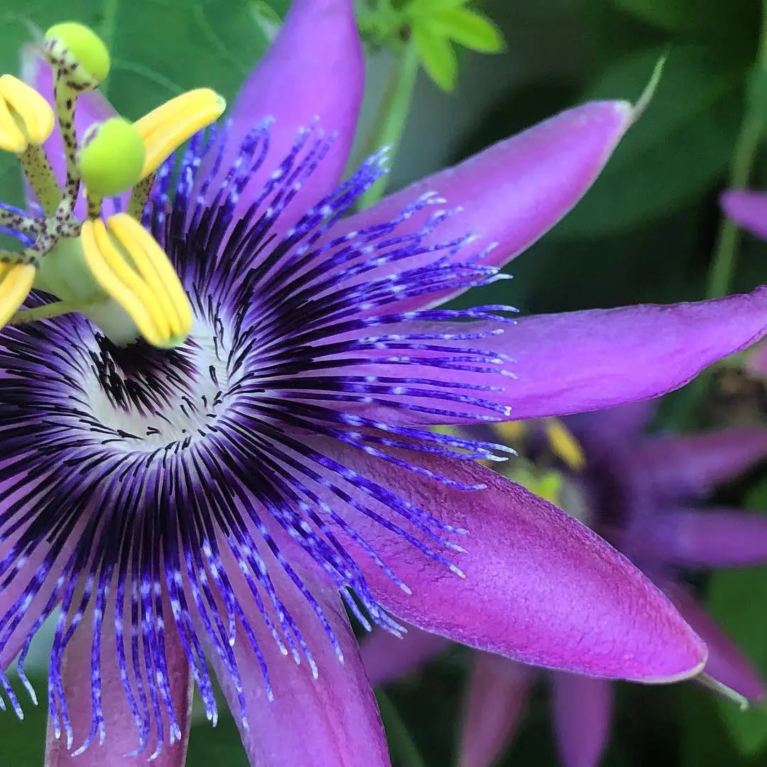 Bees Plant Hub Passiflora Purple (Krishna Kamal) Flowering Live Plant