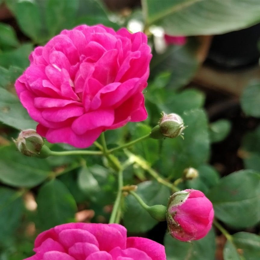 Bees Plant Hub Pattu Rose Live Plant