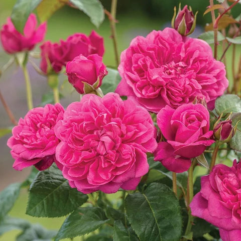 Bees Plant Hub Pattu Rose Live Plant
