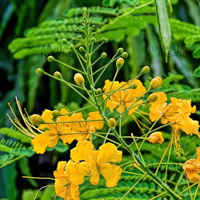 Peacock Flower / Rajamalli Yellow (Caesalpinia pulcherrima) Flowering Live Plant