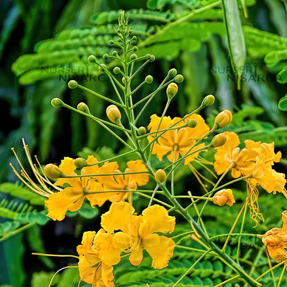 Peacock Flower / Rajamalli Yellow (Caesalpinia pulcherrima) Flowering Live Plant
