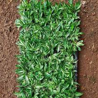 Pearl Grass Variegated (Axonops compresses) Ornamental Live Plant
