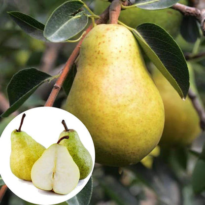 Bees Plant Hub Pear (Nashpati) Grafted Fruit Live Plant
