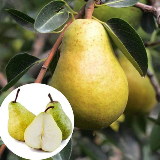 Bees Plant Hub Pear (Nashpati) Grafted Fruit Live Plant