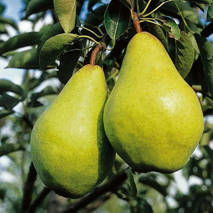 Bees Plant Hub Pear (Nashpati) Grafted Fruit Live Plant