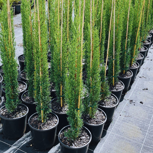 Bees Plant Hub Pencil Pine (Mediterranean cypress) Ornamental Live Plant