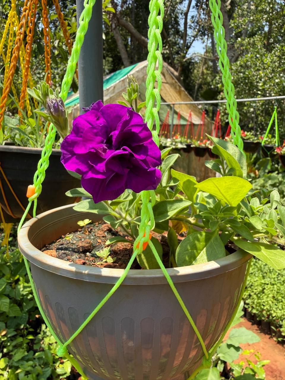 Purple Multipetal Petunia Nadan Rare Flowering Live Plant